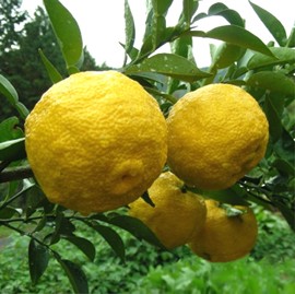 نارنگی یوزو